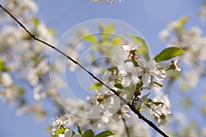 Blooms Tree Branch in Spring. Cherry blossoms in spring