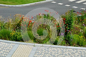 Blooms tubular-bell-shaped, wide-open flowers of fiery red color with golden-orange underparts. The stems tilt slightly and create