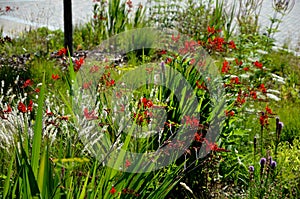 Blooms tubular-bell-shaped, wide-open flowers of fiery red color with golden-orange underparts. The stems tilt slightly and create