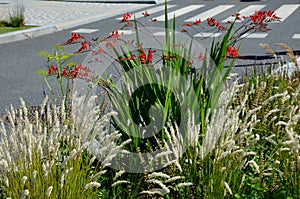 Blooms tubular-bell-shaped, wide-open flowers of fiery red color with golden-orange underparts. The stems tilt slightly and create