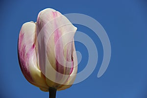 Blooms Tulip