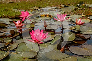 Blooms of Waterlilly plant in a small pond