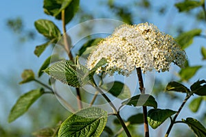 Blooms of Wayfaring-tree Viburnum lantana  and green leaves in front of a blue sky