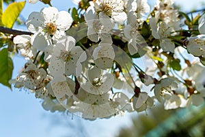 Blooms of white Prunus flowers dangle from branch against blue sky