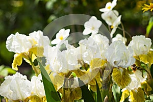 Blooms white-yellow low-growing iris, border iris. Spring background