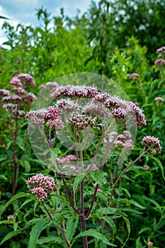 It blooms in the wild hemp agrimony Eupatorium cannabinum