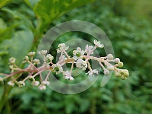 Blooms of a wild Virginia Native Pokeweed plant in spring season