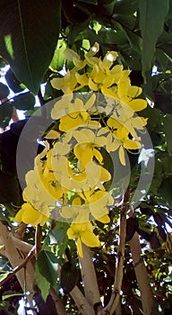 Blooms yellow clusters photo