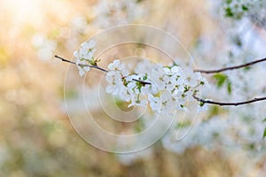 A bloomy branch of a spring tree photo
