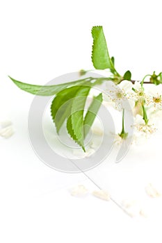 Bloomy cherry branch on a paper envelope photo