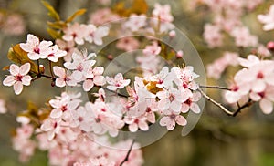 Bloomy cherry tree photo