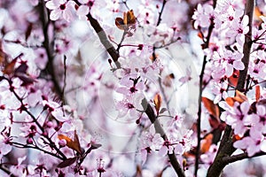 Bloomy cherry tree