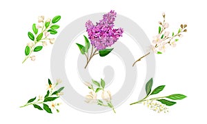 Bloomy Flower Branches with Tender Florets Vector Set photo