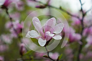 Bloomy magnolia tree