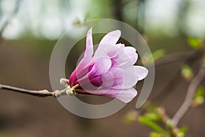 Bloomy magnolia tree