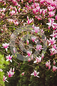 Bloomy magnolia tree with big pink flowers