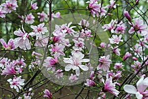 Bloomy magnolia tree photo