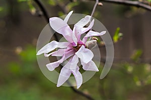 Bloomy magnolia tree