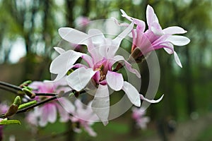 Bloomy magnolia tree