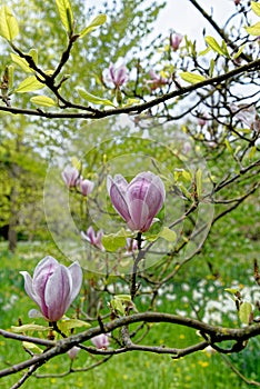 Bloomy magnolia tree with big pink flowers photo