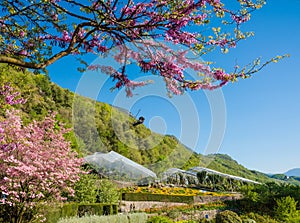 Bloomy magnolia tree with pink flowers in the garden