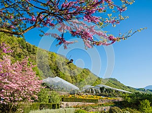 Bloomy magnolia tree with pink flowers in the garden photo