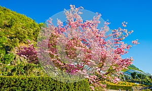 Bloomy magnolia tree with pink flowers in the garden