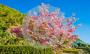 Bloomy magnolia tree with pink flowers in the garden photo