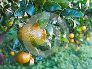 Bloomy mandarina garden in Valencia photo