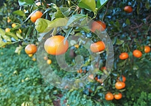 Bloomy mandarina garden in Valencia photo
