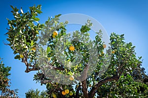 orange fruit on the trees