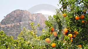 Bloomy orange tree and a mountain in Valencia, Spain photo