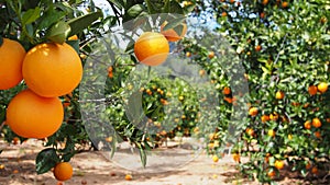 Bloomy orange tree and a mountain in Valencia, Spain