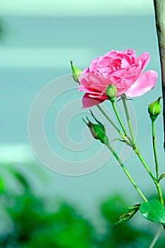 A bloomy peony flower