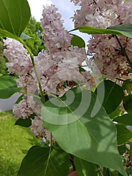 Bloomy syringa