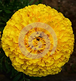 Bloomy yellow marigold flower photo