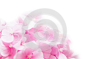 Bloosom hydrangea - pink flower on a white background.