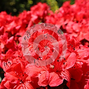 Bloosom of red azalea flower in spring garden. Gardening concept. Floral background