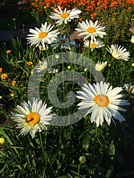 Bloosom white camomile summer day