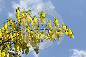 Bloosoming Yellow Laburnums