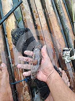 bloso fish can be fish endemic to Indonesian swamps