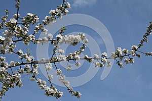 blosom flowers on apple tree in Buckley Washington USA