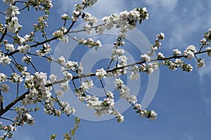 blosom flowers on apple tree in Buckley Washington USA