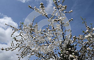 blosom flowers on apple tree in Buckley Washington USA