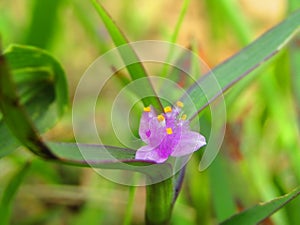 Blosom Wild PinkFlower photo