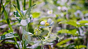 blosoom strawberries in morning