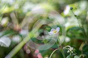 Blosoom strawberries in morning