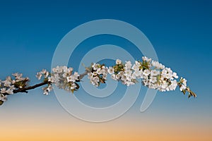 Blosseming apple tree branch in the evening