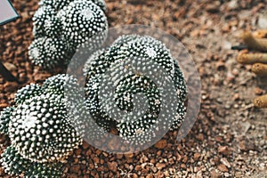 Blossfeldia in Queen Sirikit Botanical Garden