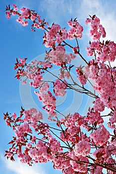 Blossing cherry photo